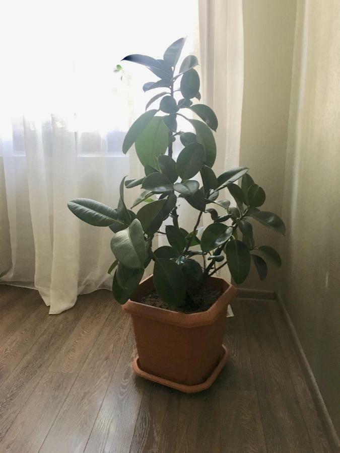 Cheap And Chic Apartment Batumi Ngoại thất bức ảnh